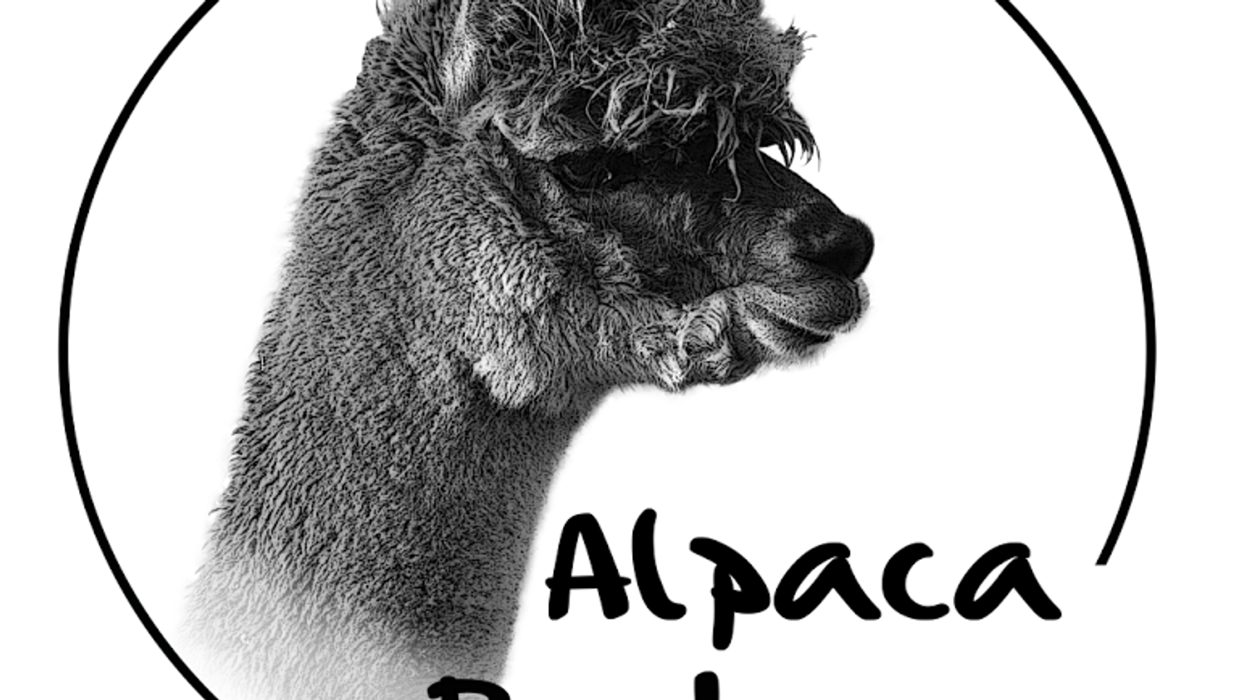 Alpaca Pachmana